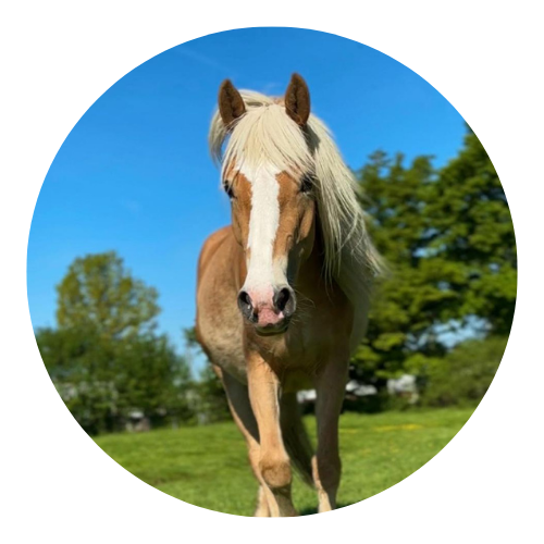 Tiere_Website